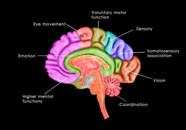 This is Your Brain on Meditation This is Your Brain on Meditation