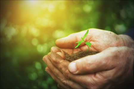 hands holding young plant