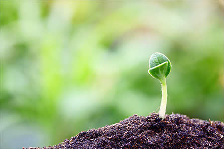 newly emerging seedling